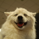 Illustration for article titled Lapdogs And Luxury Boxes: A New-Look MSG Welcomes The Westminster Dog Show